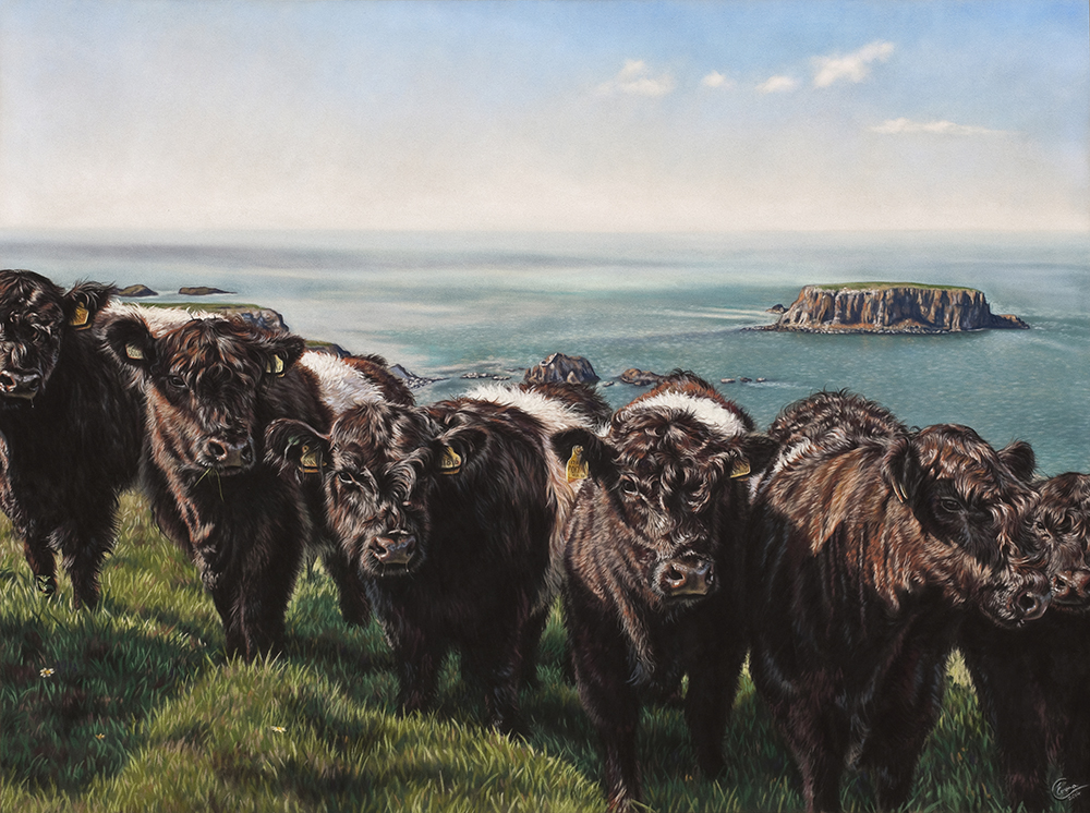 'The Belties' Limited Edition Giclee Print featuring Belted Galloway cows. Original Art by Northern Irish artist Emma Colbert.