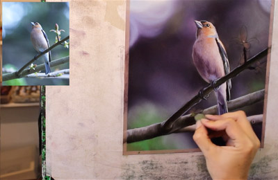 Chaffinch Paint Along - Emma Colbert - Soft Pastel Artist and Tutor