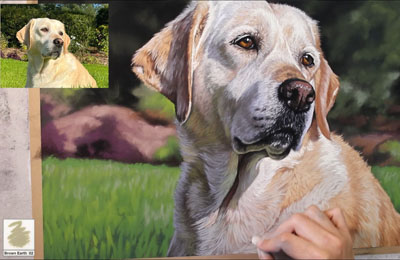 Cream Labrador - Emma Colbert - Soft Pastel Artist and Tutor