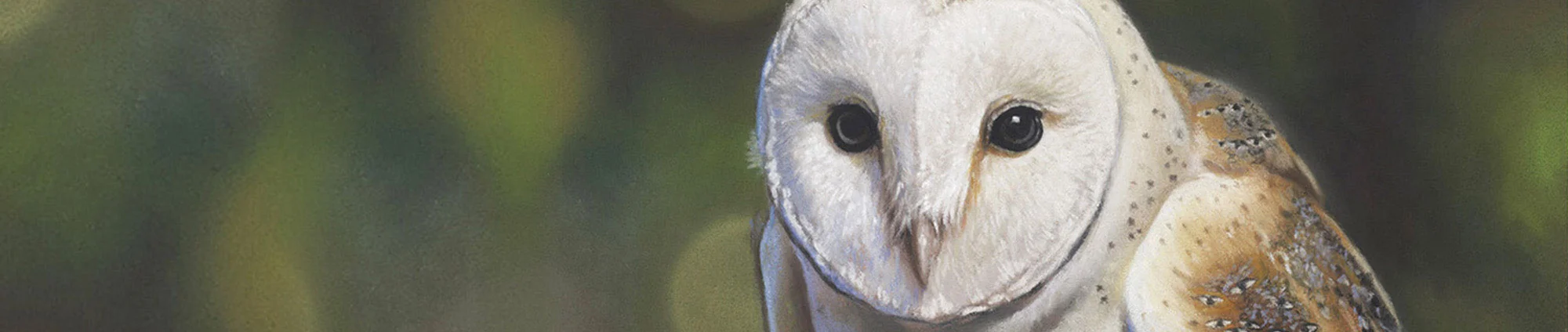 Wildlife art tutorials by Emma Colbert.